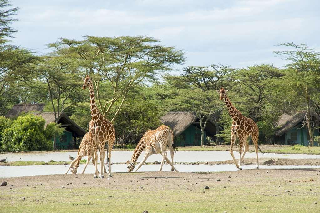 Sweetwaters Serena Camp Nanyuki Facilities photo
