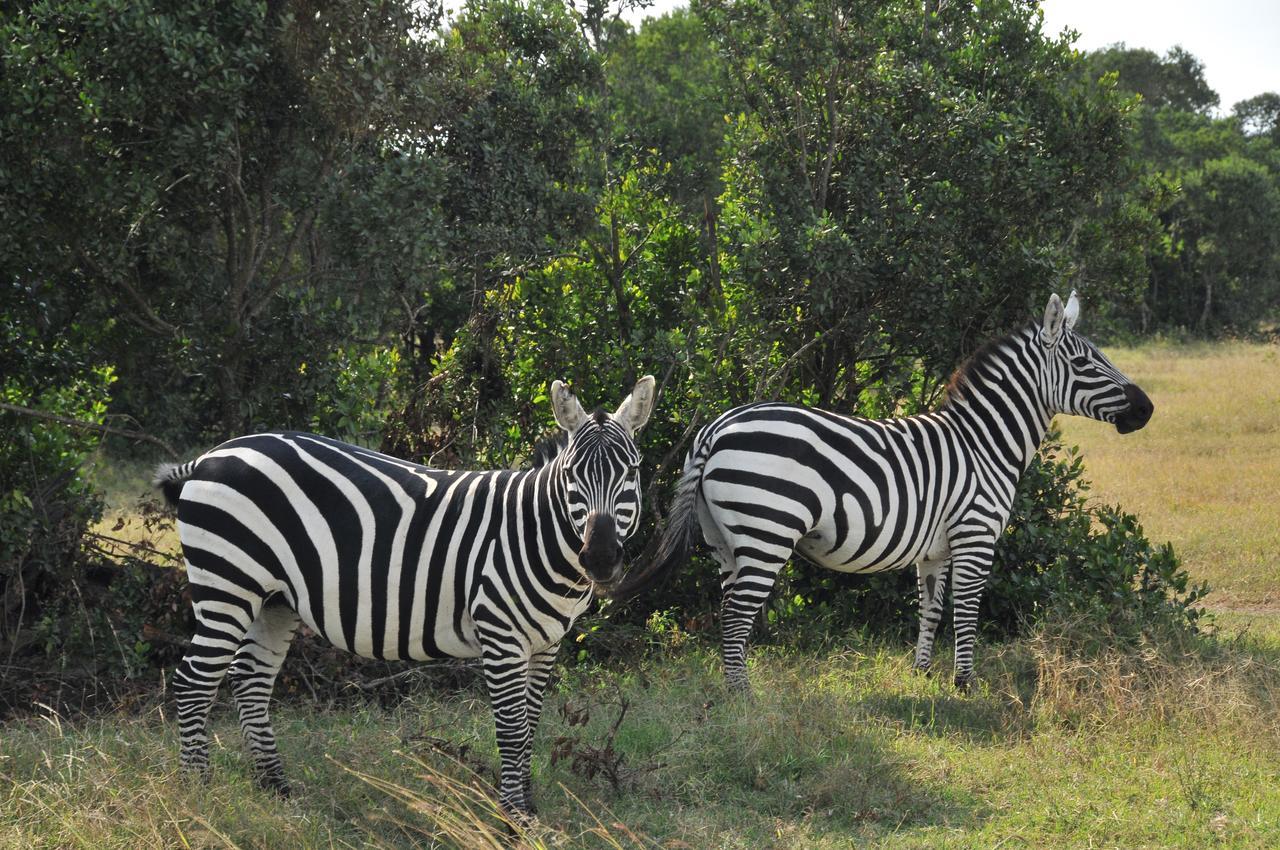 Sweetwaters Serena Camp Nanyuki Exterior photo